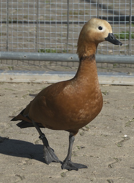 行侠稳坐西